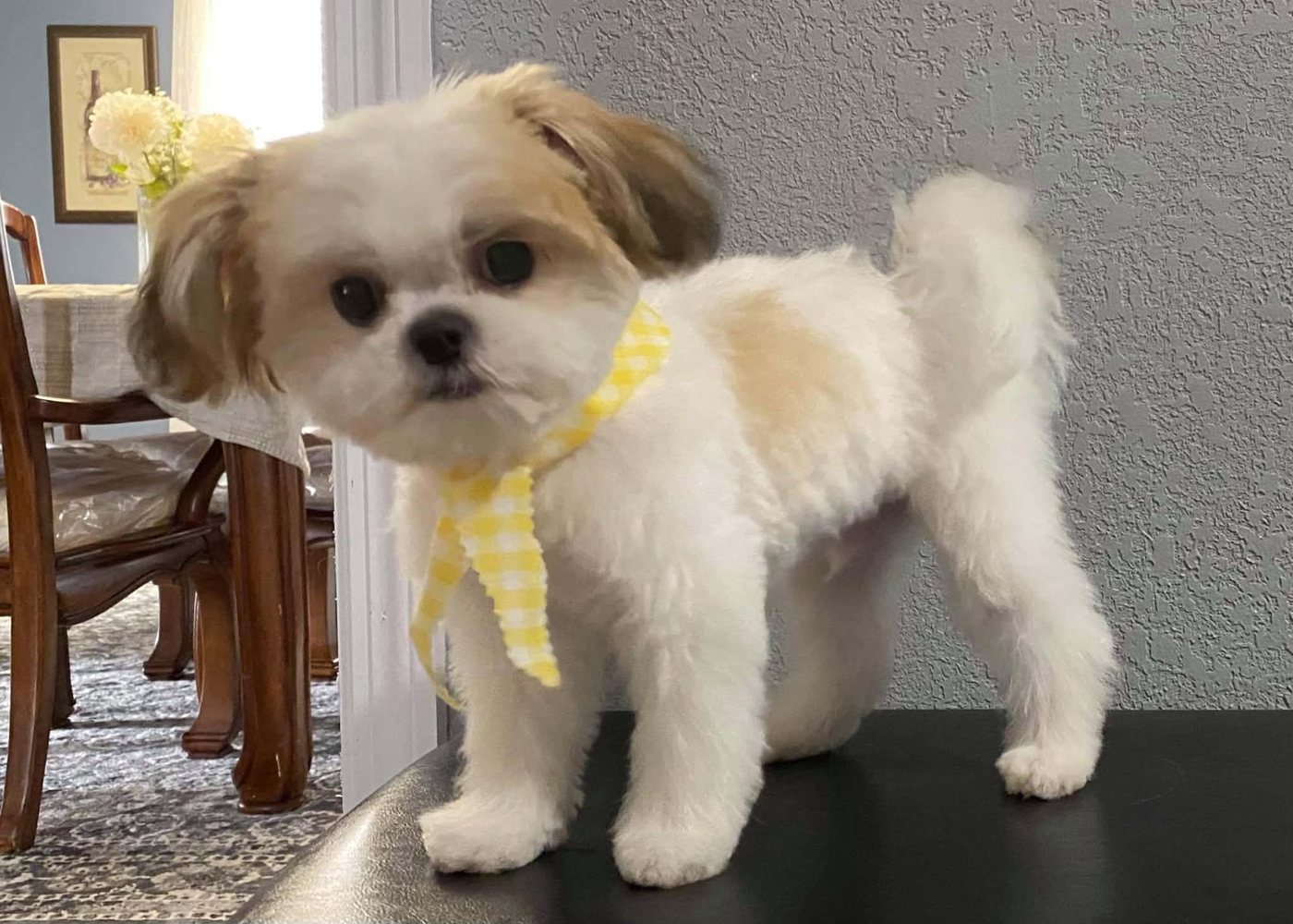 Puppy with a fresh cut and yellow bow