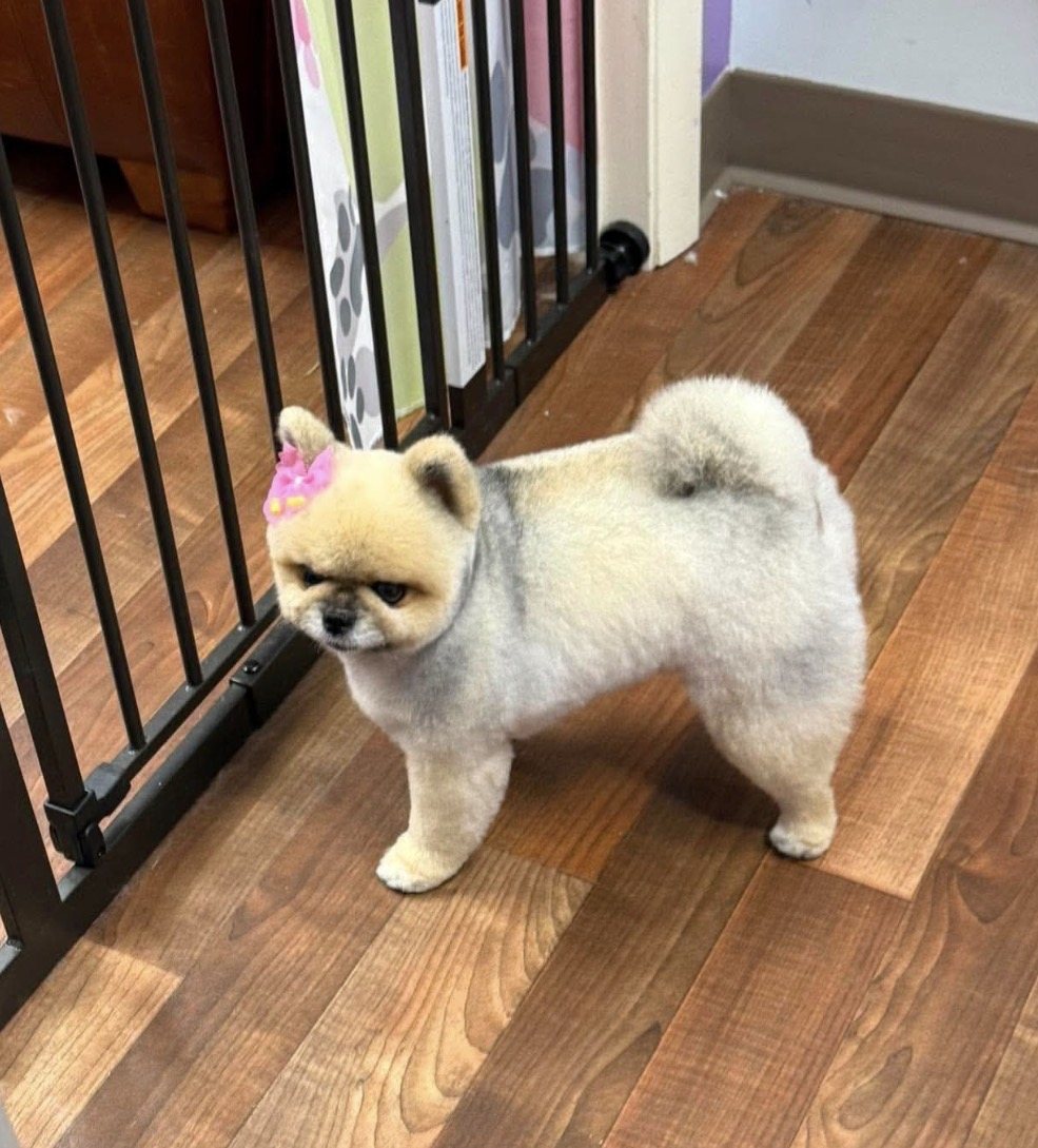 Fluffy dog with a teddy-bear cut